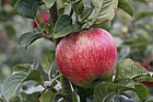 Malus domestica apple 'Hofingers Himbeerapfel'