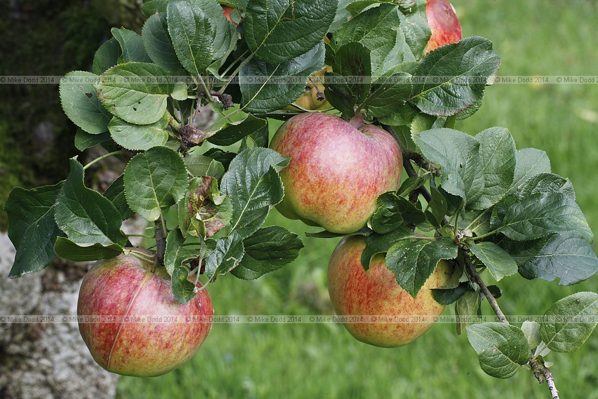 Malus domestica apple 'Howgate Wonder'