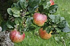 Malus domestica apple 'Howgate Wonder'