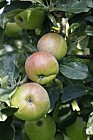 Malus domestica apple 'Jersey Beauty'