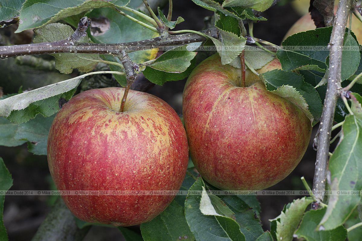 Malus domestica apple 'Jonagold'