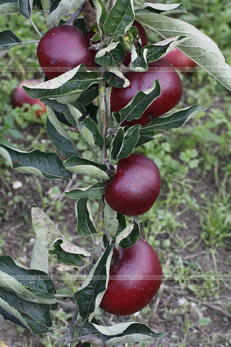 Malus domestica apple 'Kentish Quarrenden'