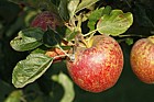 Malus domestica apple 'Kidd's Orange Red'