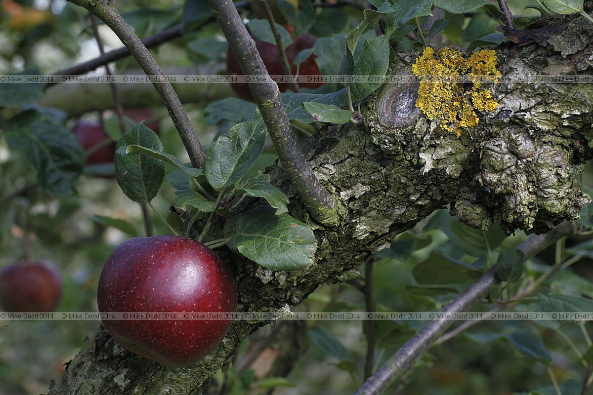Malus domestica apple 'King Coffee'