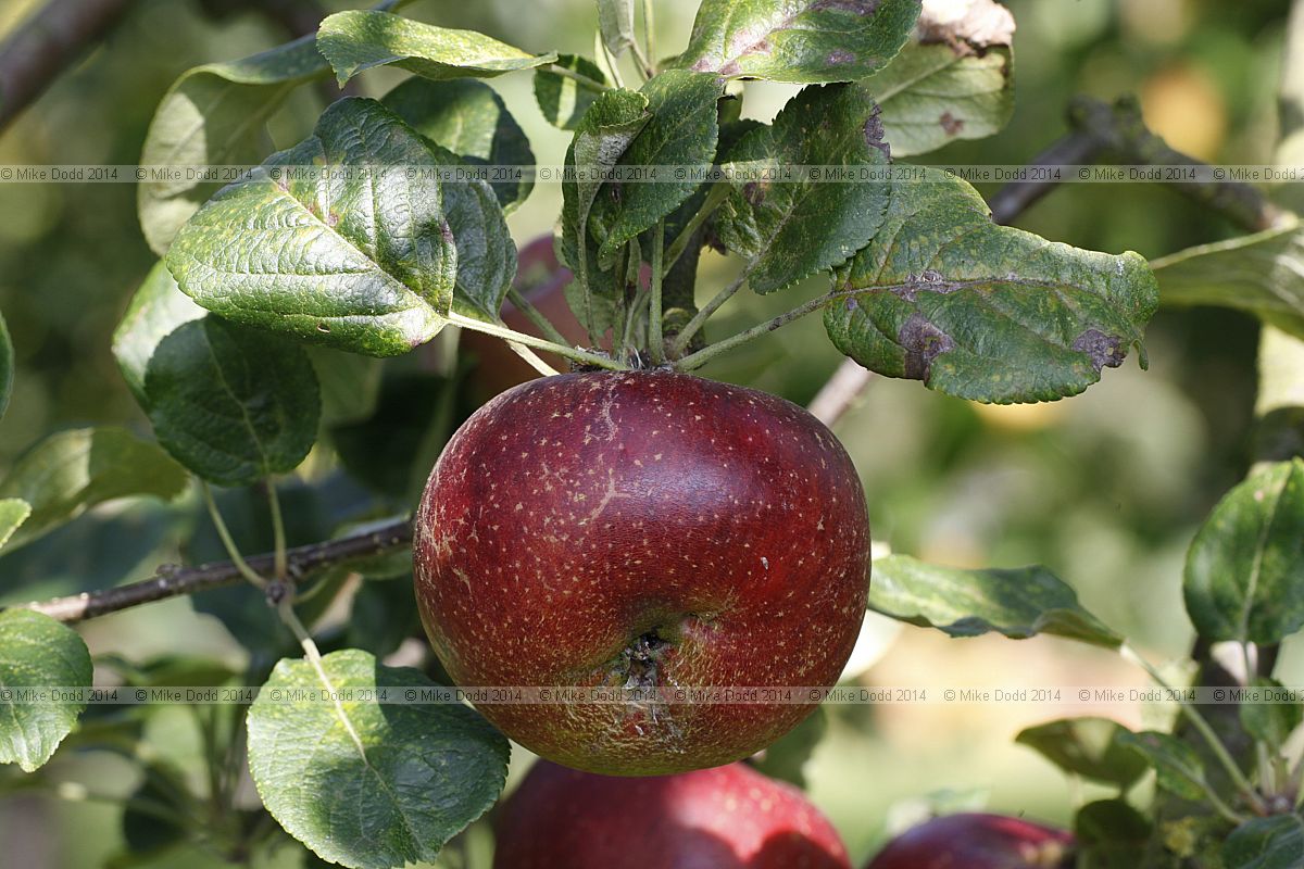 Malus domestica apple 'King Coffee'