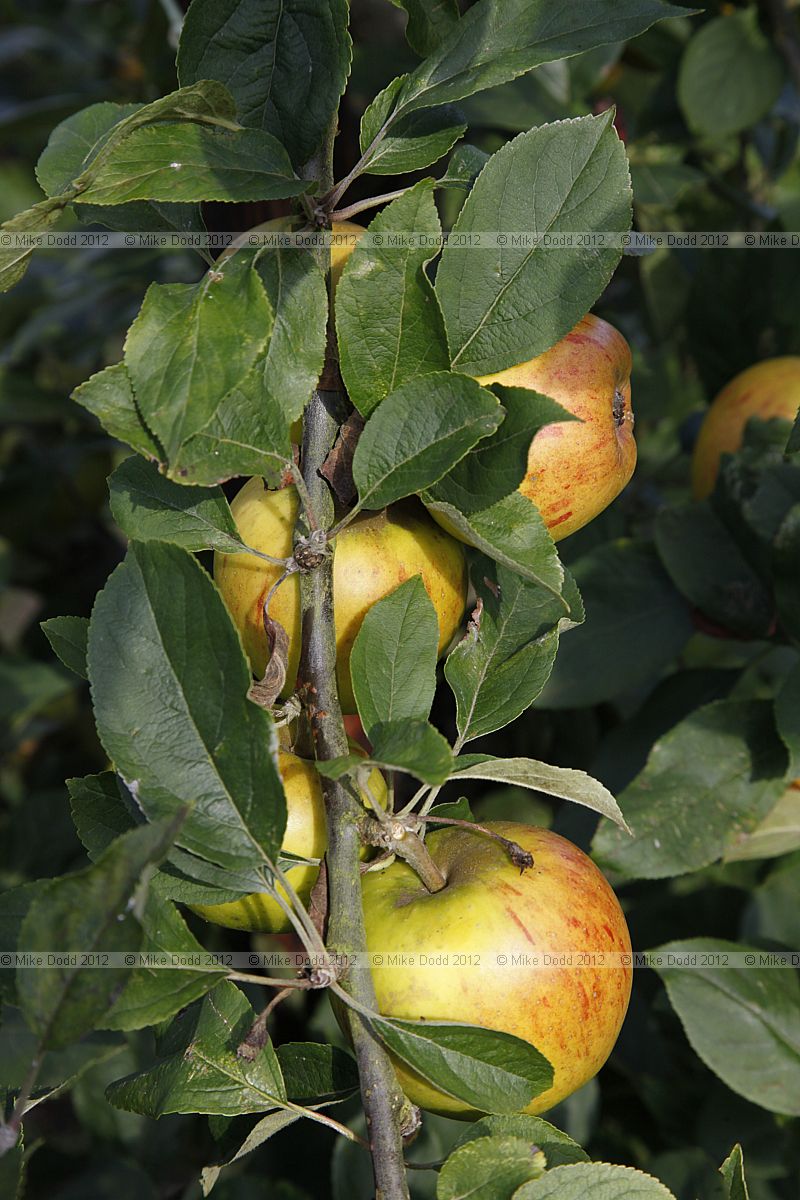 Malus domestica 'King of the Pippins' Apple