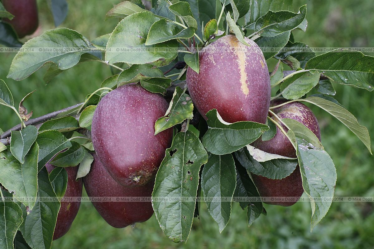 Malus domestica apple 'Lady's Finger of Bleddington'