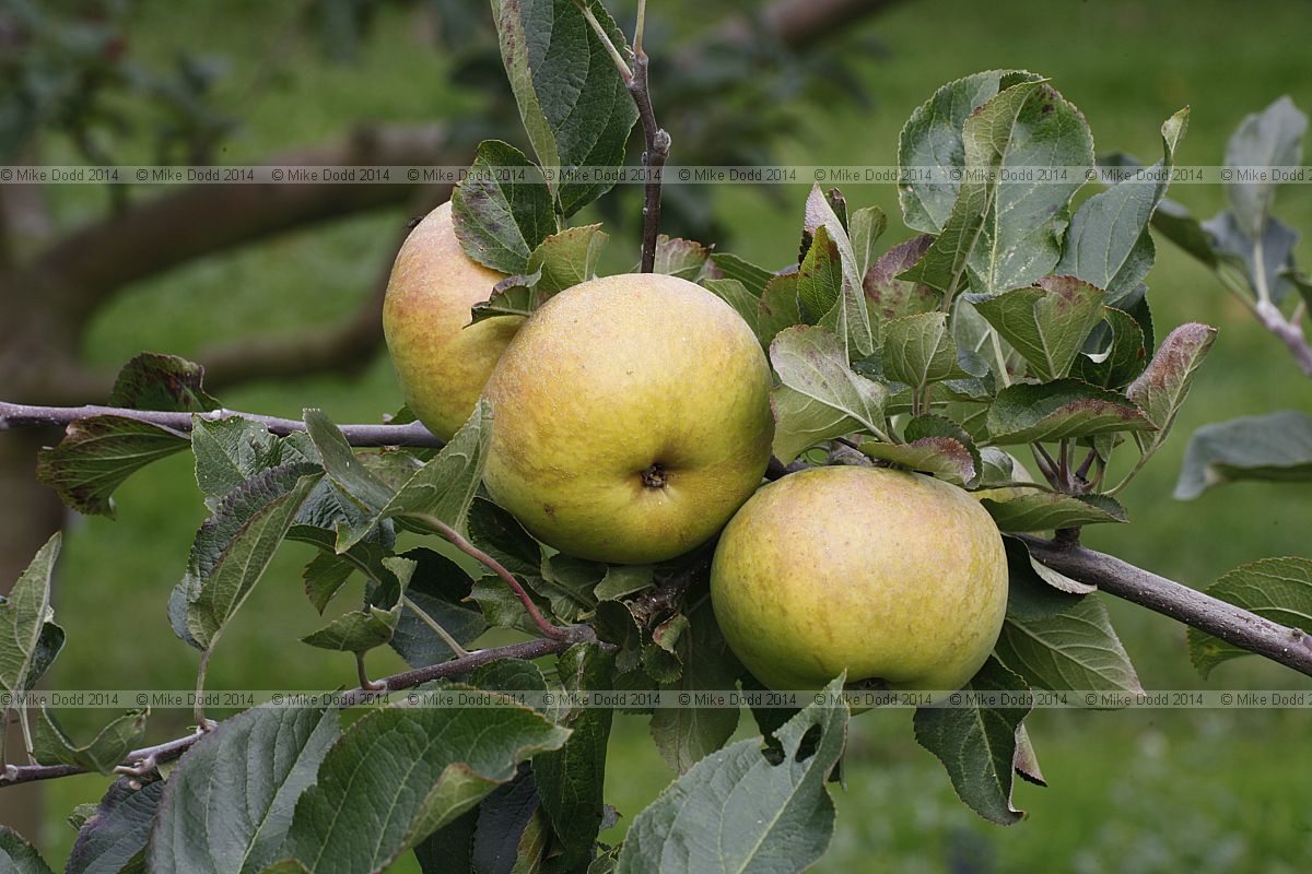 Malus domestica apple 'Lane's Oakland Seedling'