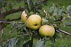 Malus domestica apple 'Lane's Oakland Seedling'