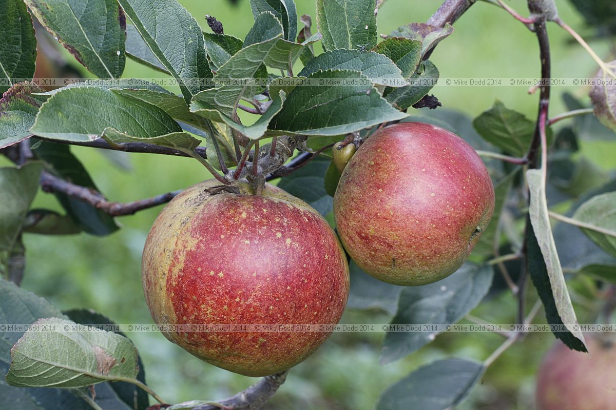 Malus domestica apple 'Laxton's Superb'