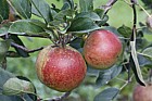 Malus domestica apple 'Laxton's Superb'