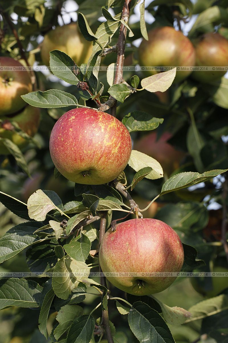 Malus domestica apple 'Laxton's Superb'