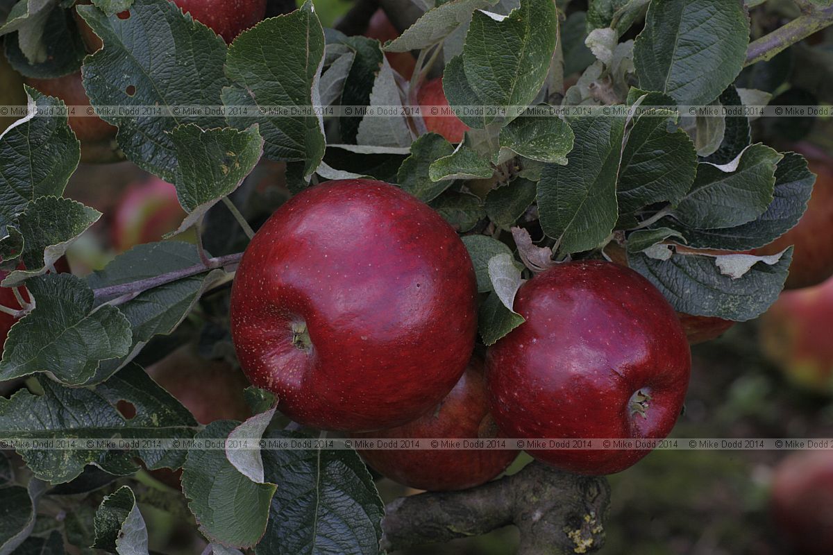 Malus domestica apple 'Livermere Favourite'