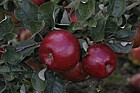 Malus domestica apple 'Livermere Favourite'