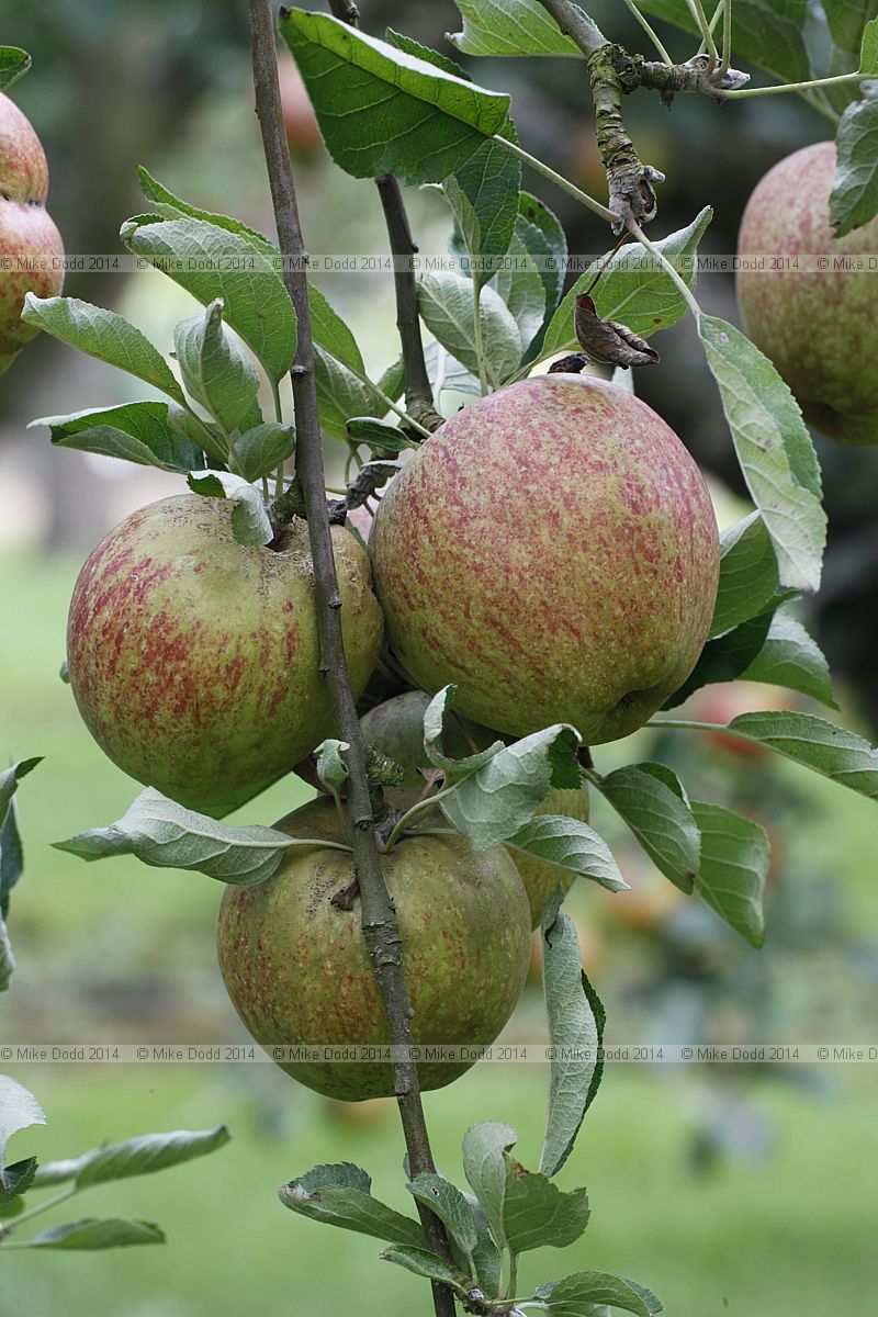 Malus domestica apple 'Lord Hindlip'