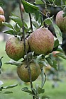 Malus domestica apple 'Lord Hindlip'