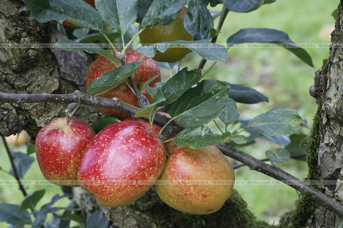 Malus domestica apple 'Madresfield Court'
