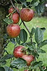 Malus domestica apple 'Madresfield Court'