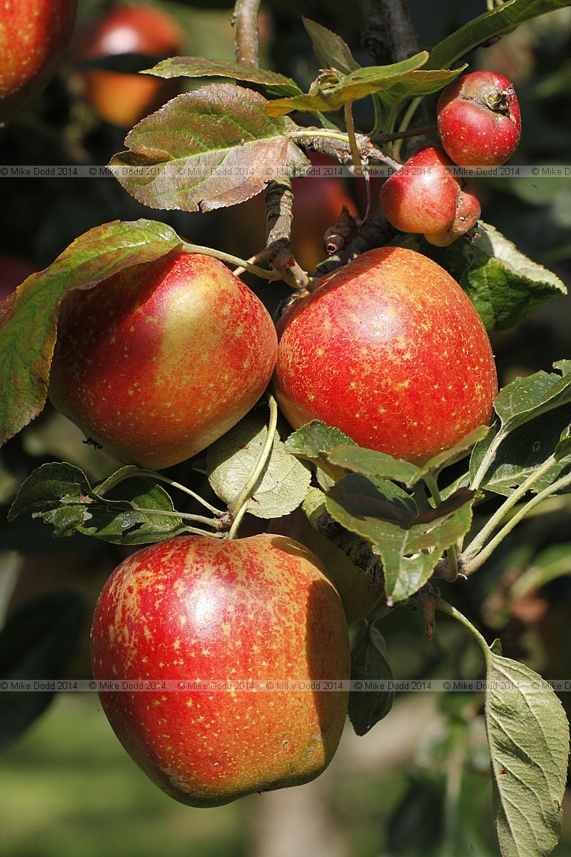 Malus domestica apple 'Madresfield Court'