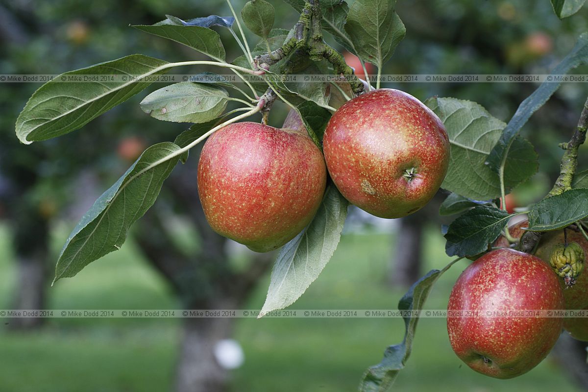 Malus domestica apple 'Madresfield Court'