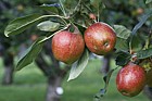Malus domestica apple 'Madresfield Court'