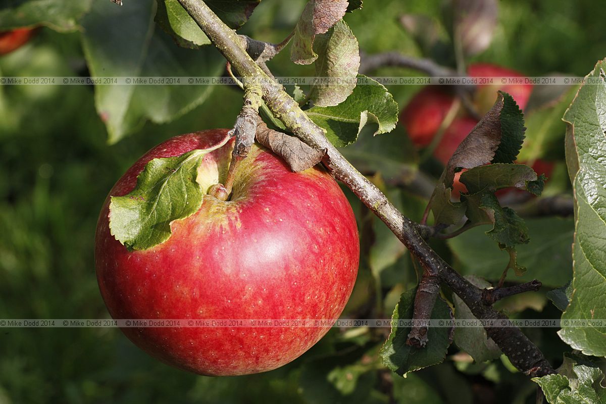 Malus domestica apple 'Marston Scarlet Wonder'