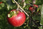 Malus domestica apple 'Marston Scarlet Wonder'