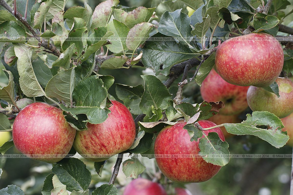 Malus domestica apple 'Marston Scarlet Wonder'