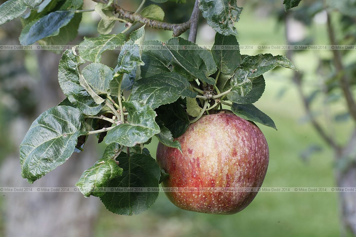 Malus domestica apple 'Mere de Menage'