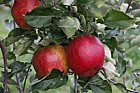 Malus domestica apple 'Millicent Barnes'