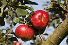 Malus domestica apple 'Mrs Phillimore'