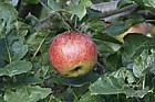 Malus domestica apple 'Newton Wonder'