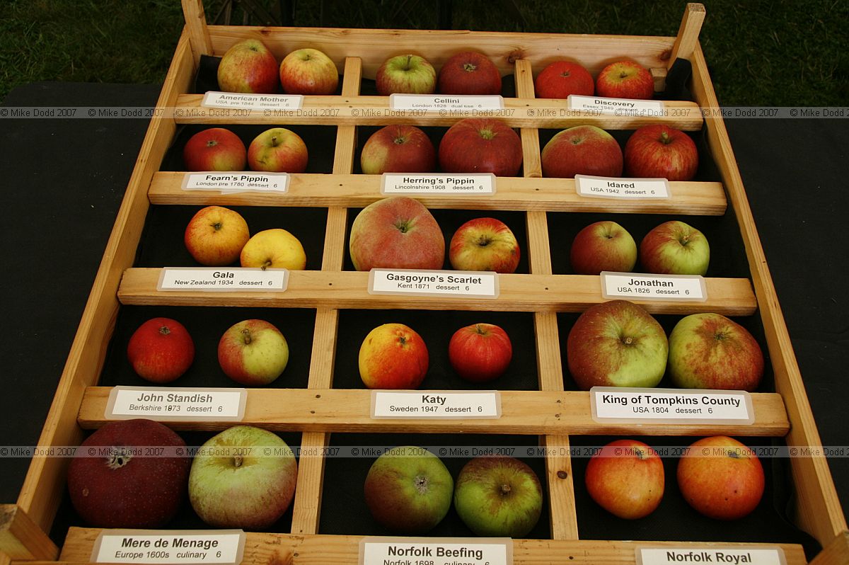 Malus domestica Old apple varieties from the east of England