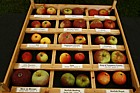 Malus domestica Old apple varieties from the east of England