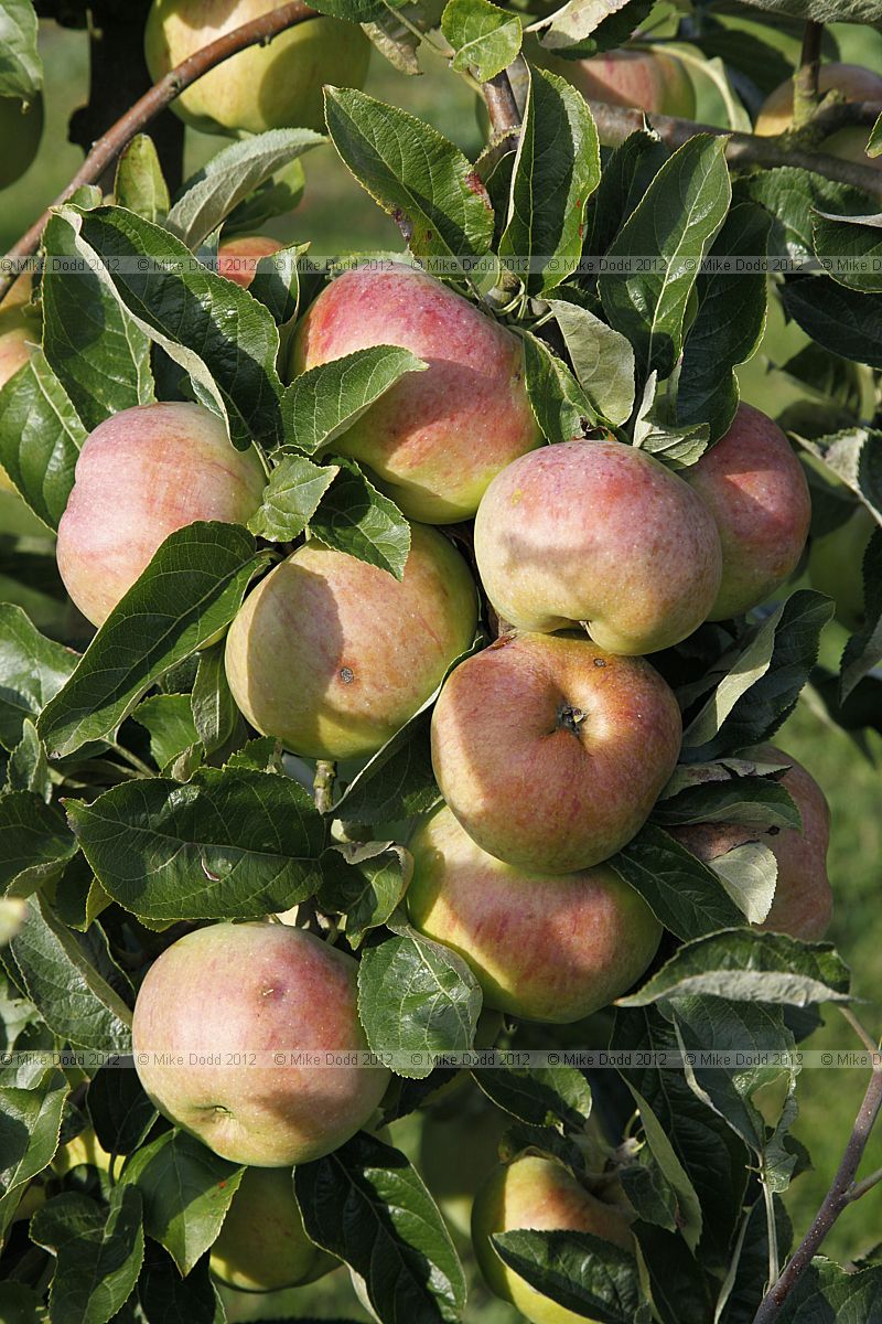 Malus domestica 'Ontario' Apple