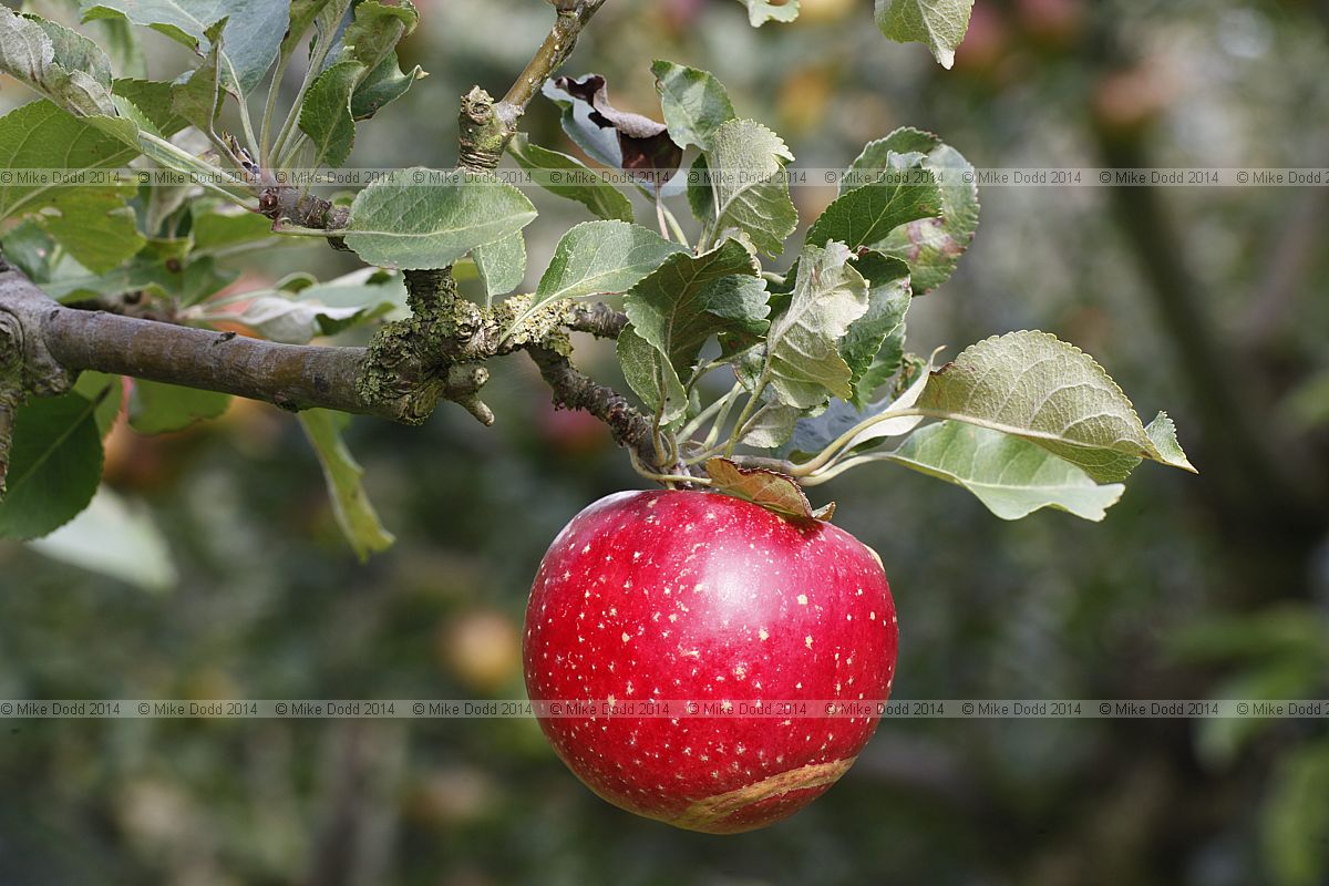 Malus domestica apple 'Opalescent'