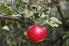 Malus domestica apple 'Opalescent'
