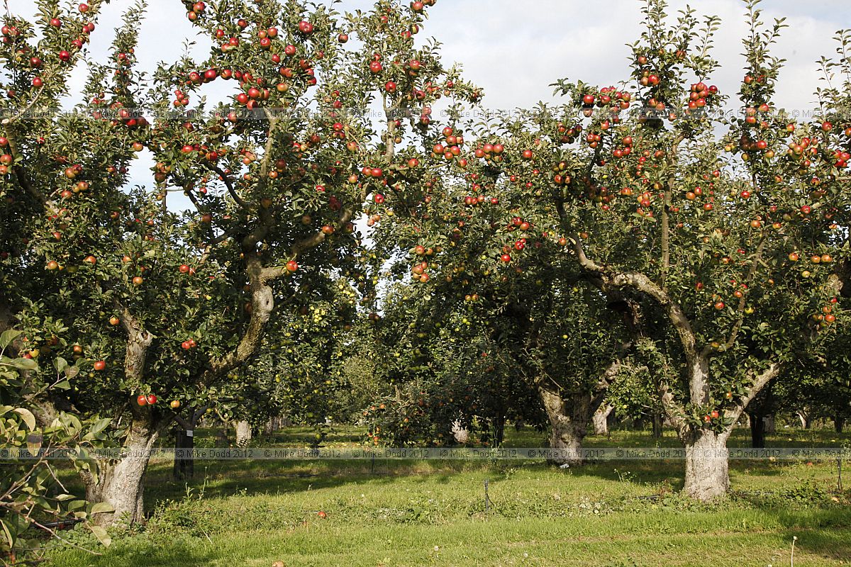 Malus domestica orchard
