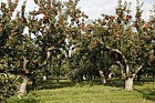 Malus domestica orchard