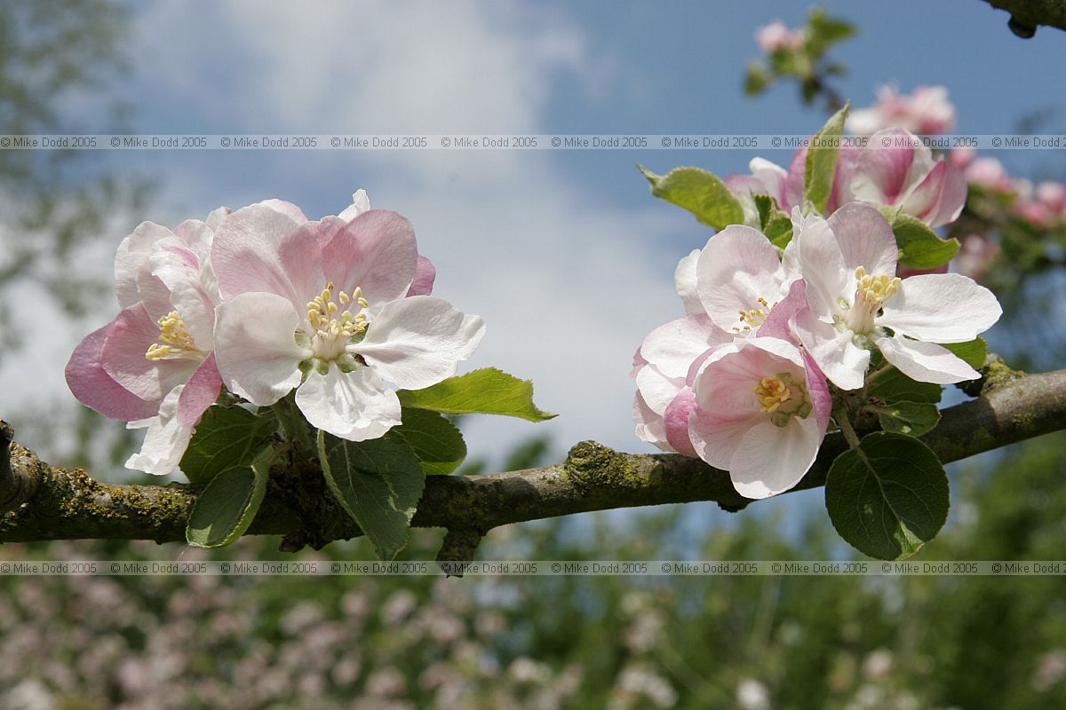 Orchard Woughton on the Green Milton Keynes