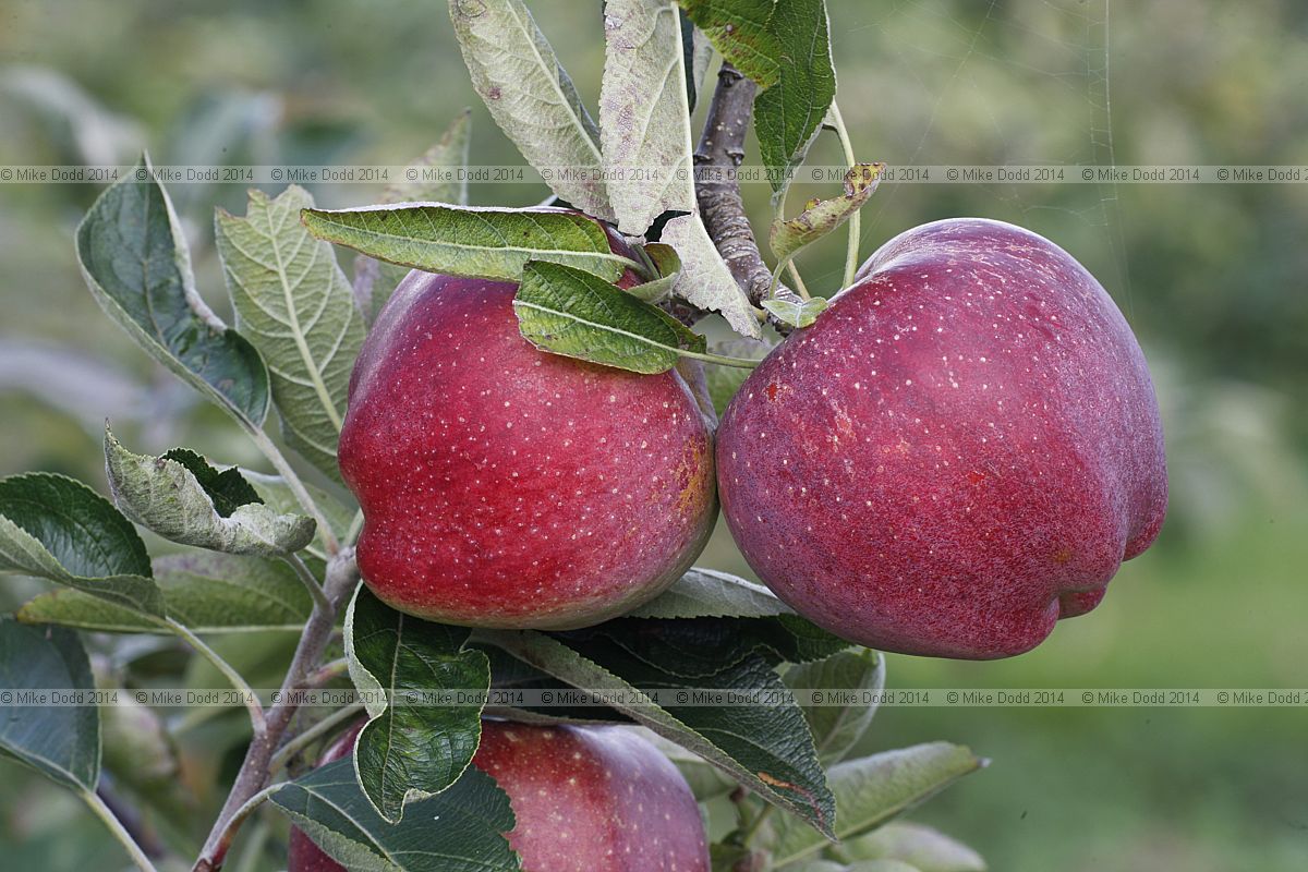 Malus domestica apple 'Orleans'