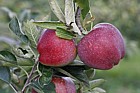 Malus domestica apple 'Orleans'