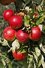 Malus domestica apple 'Red Pixie'