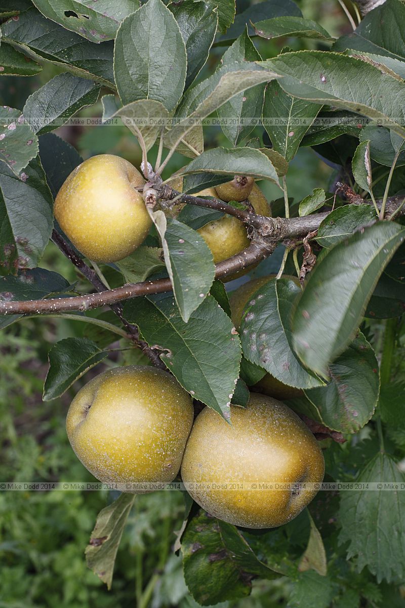 Malus domestica 'Reinette de Bordeaux'