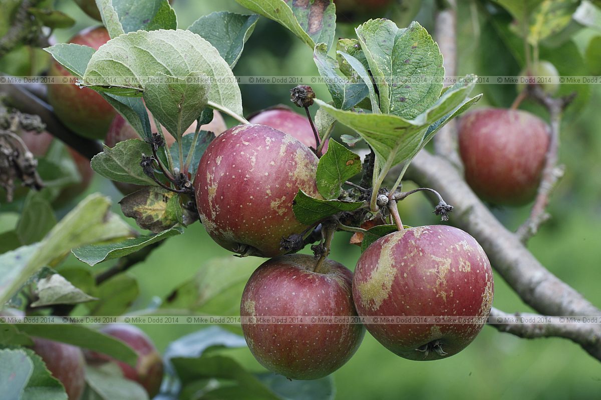 Malus domestica 'Rokewood'