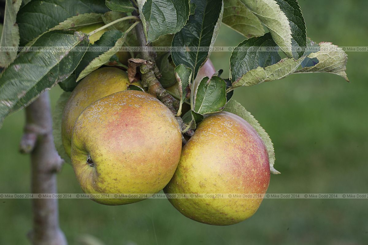 Malus domestica apple 'Roxbury Russet'