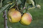 Malus domestica apple 'Roxbury Russet'