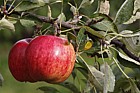 Malus domestica apple 'Royal Braeburn'