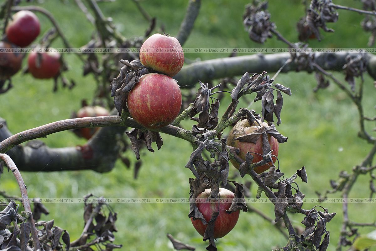 Malus domestica 'Saint Cecilia'