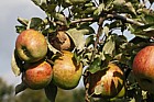Malus domestica apple 'Sandlin Duchess'